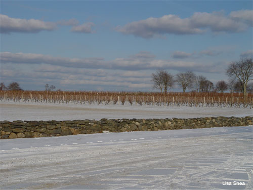 Rhode Island Vineyard by Lisa Shea