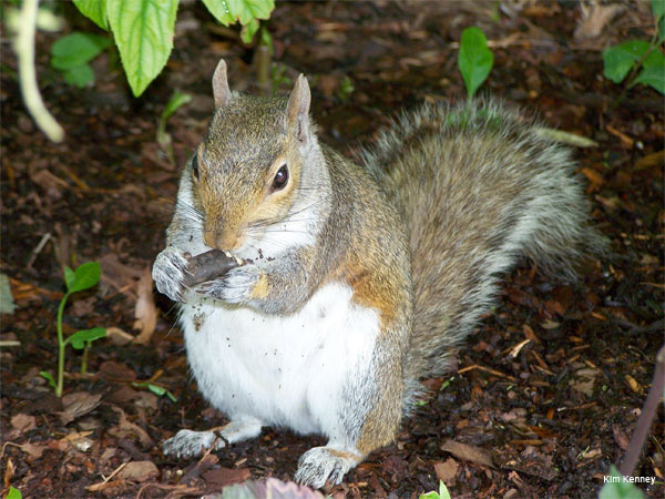 Urban Squirrel by Kim Kenney